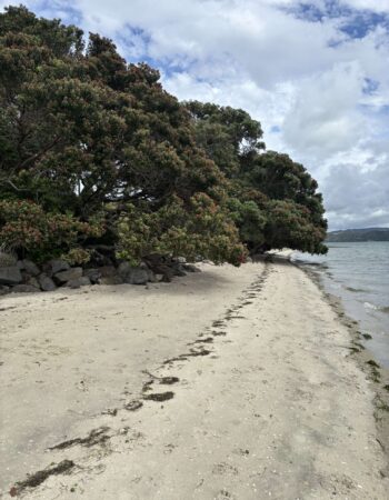 One Tree Point Boat Ramp