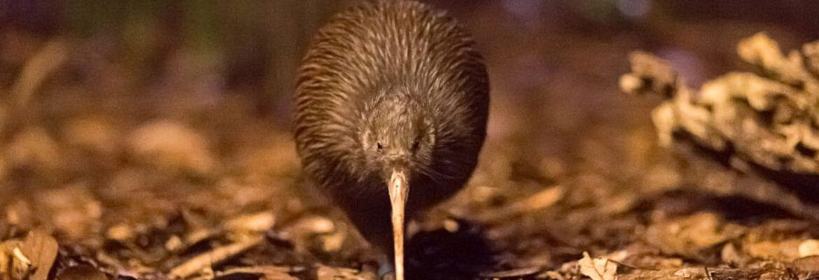 Kiwi North